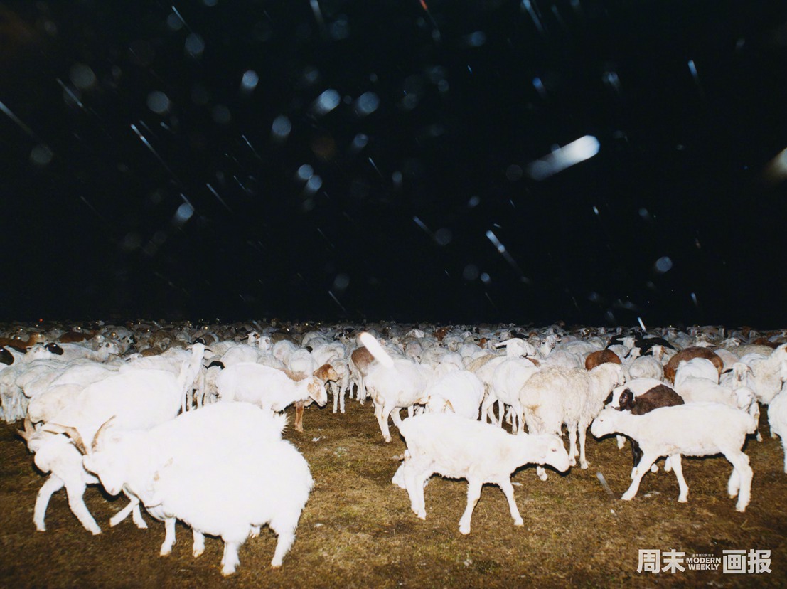郭采洁有多喜欢羊和草原最新游牧大片  第2张