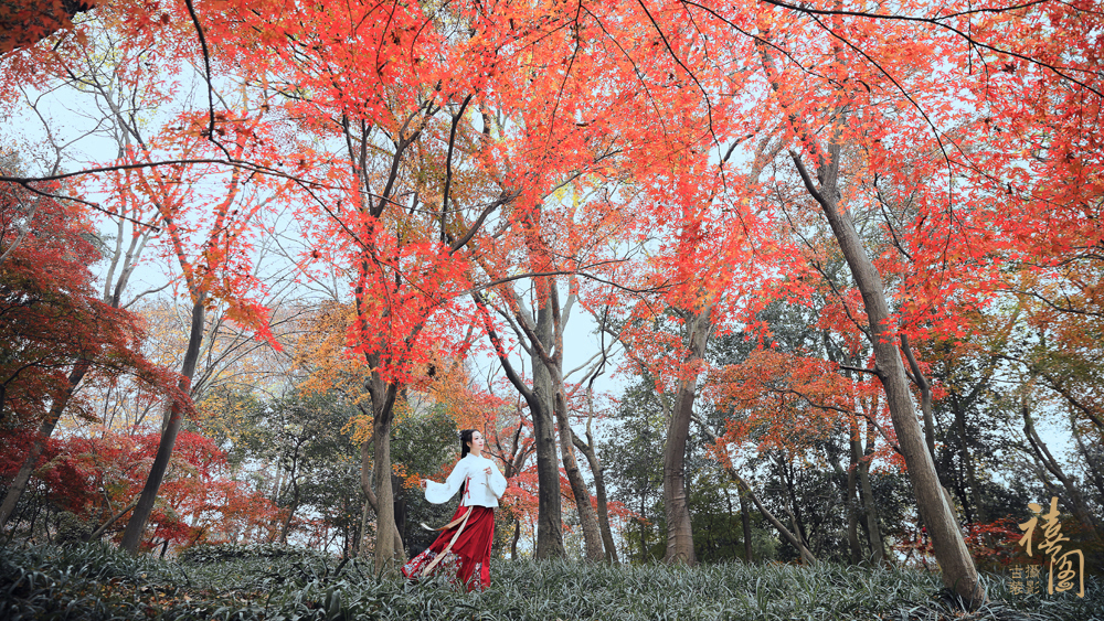 古韵古风：一声梧叶一声秋，一点芭蕉一点愁  赏沉鱼落雁,观闭月羞花 第6张