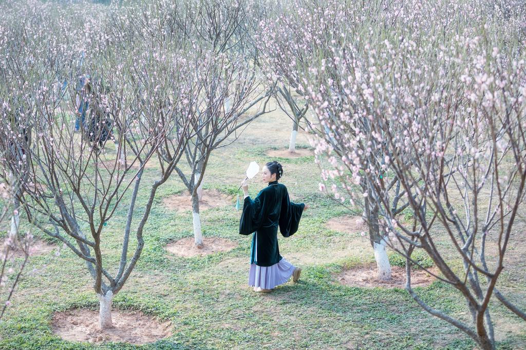 樱花树下汉服美女高贵典雅图片  第2张