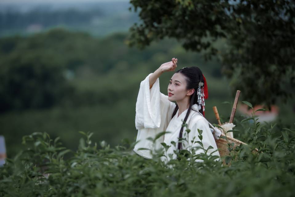 古装美女白衣飘飘茶园唯美写真  第6张