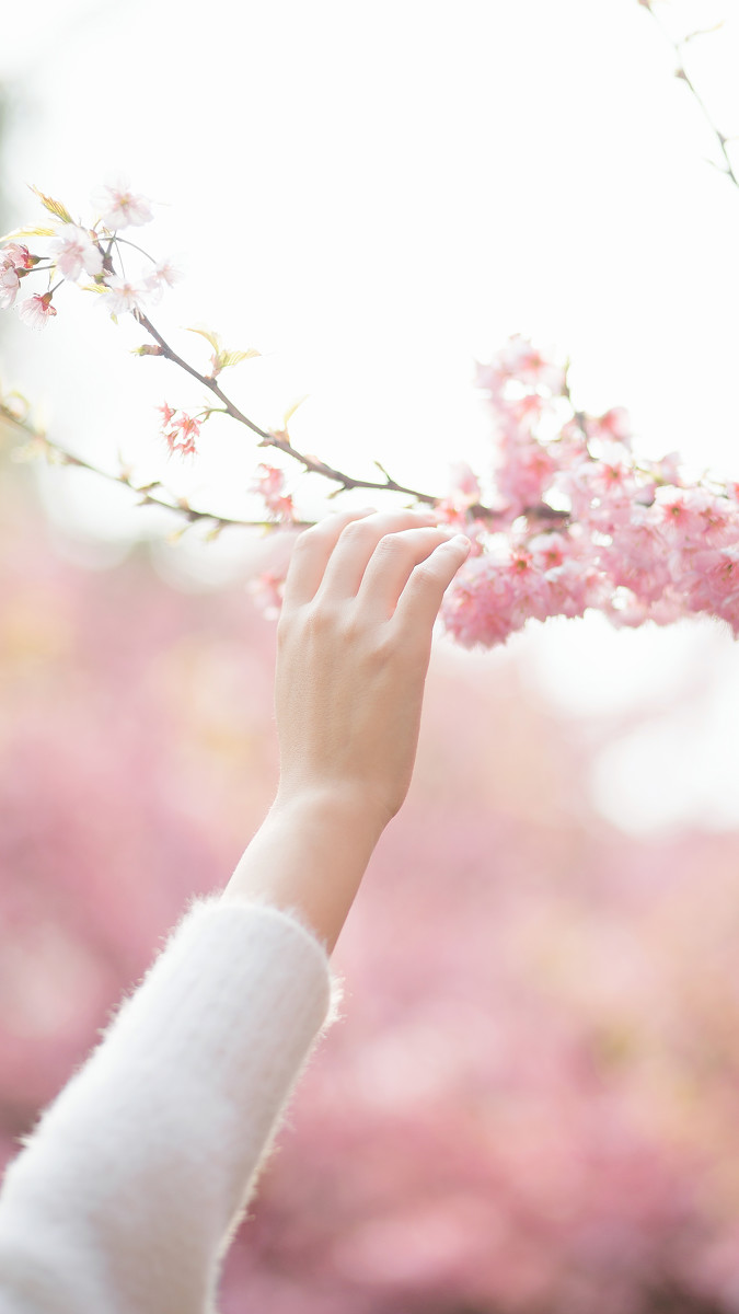 樱花物语  第14张