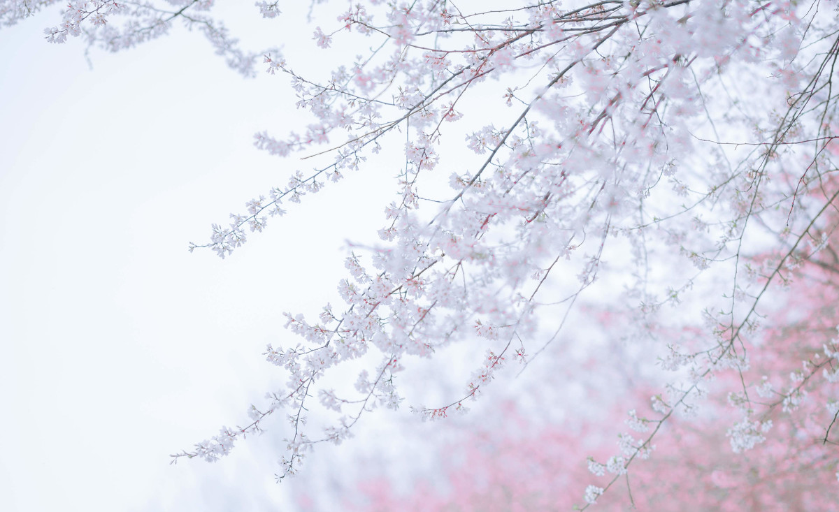 纯净水女孩  第24张