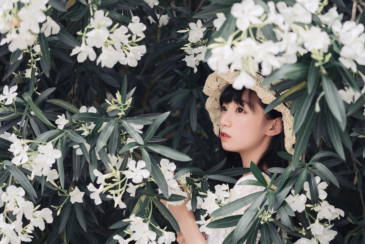 夹竹桃的秘密  第2张