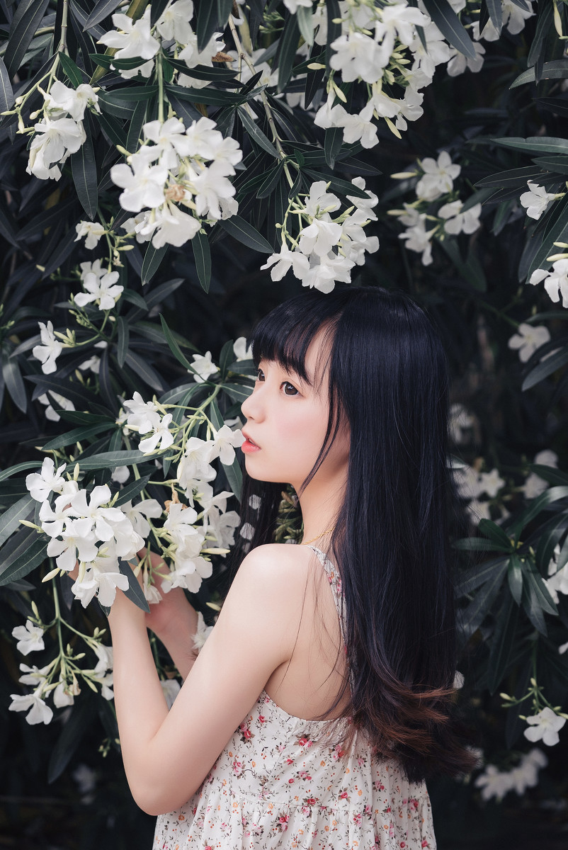 夹竹桃的秘密  第6张