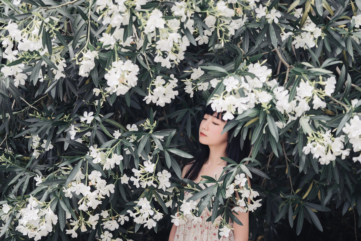 夹竹桃的秘密  第7张