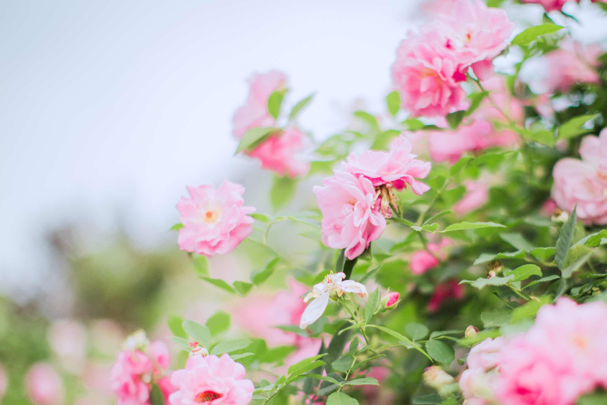 蔷薇之恋  第10张