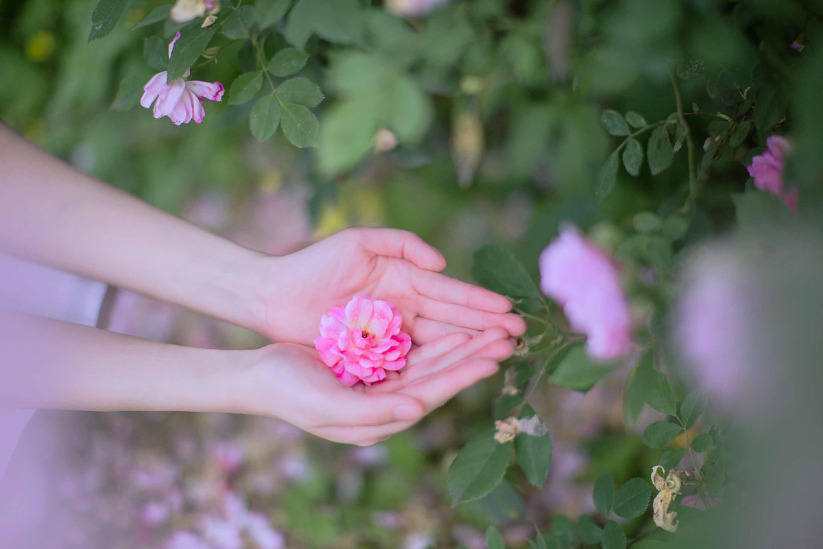 蔷薇之恋  第19张