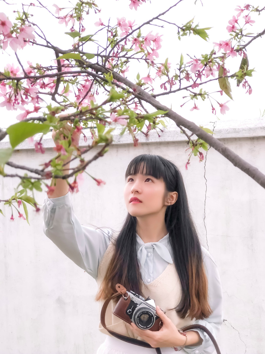 落樱少女